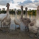 FGM 026 Motzko Josef